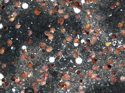 HabCam image of scallops on the ocean bottom at 62 meters (200 feet).