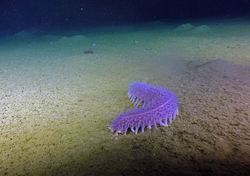 A purple elasipodida holothurian (sea cucumber) crawls on the seafloor.