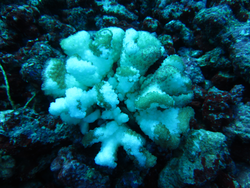 Incidence of coral bleaching due to warming seawater.
