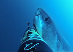 Great White shark attacking REMUS SharkCam.