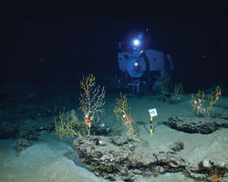 HOV Alvin operating on the Gulf of Mexico seafloor near deep-sea corals.