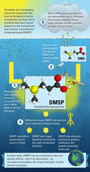 Illustration depicting different ways DMSP compound affects the environment.
