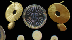 A composite image of diatoms and earrings that resemble diatoms.
