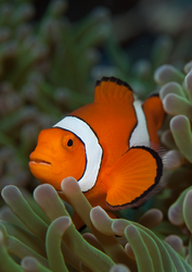 Amphiprion Percula (clownfish)