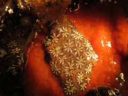 Microscopic view of Botryllus schlosseri.