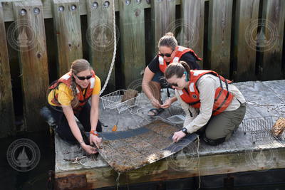 Kristin Meyer, Megan Bouch, and Nicole Pittoors retrieve biofouling study plates.