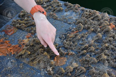Kirstin Meyer retrieving biofouling-covered plates in Eel Pond.