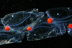 Salpa maxima (pelagic tunicate)