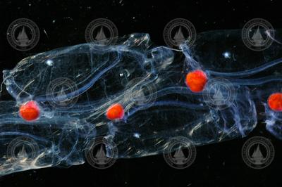 Salpa maxima (pelagic tunicate)