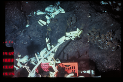 Clams and crabs among hydrothermal vent rocks.