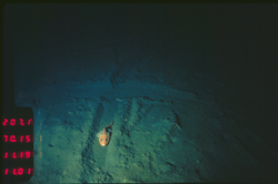 Fish in an Alvin track