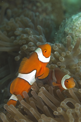 A pair of Amphiprion percula (clownfish)