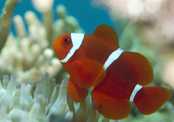 Premna (maroon clownfish)