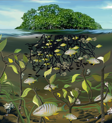 Mangrove fish ecology illustration