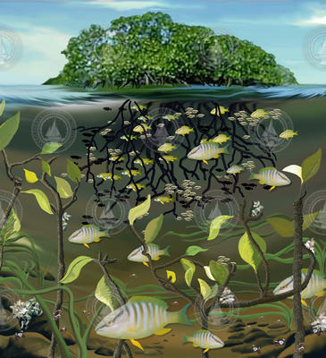 Mangrove fish ecology illustration