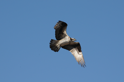 Osprey in flight overhead.