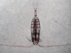 Female calanus copepod