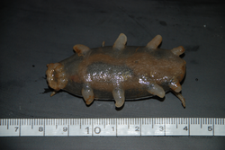 A sea cucumber in the genus Scotoplanes, also called a "sea pig".