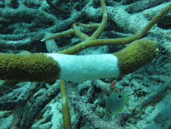 Coral bleaching indicative of disease and stress.