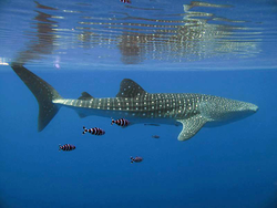 Whale Shark swimming with smaller fish.