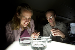 Ann Tarrant and Adam Reitzel working with starlet anemone, Nematostella.