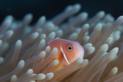 Amphiprion perideraion (pink anemonefish)