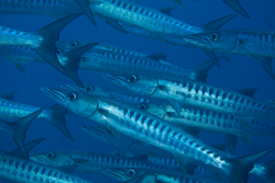 A school of Sphyraena qenie (blackfin barracuda).