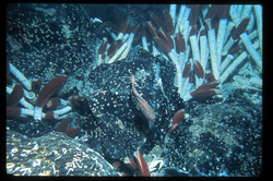 A tubeworm colony nestled among rocks from the 1977 expedition to the Galapagos