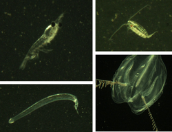Video Plankton Recorder (VPR) image collage.