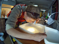 Postdoc Amy Maas working with pteropods in a ship lab.