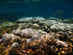Evidence of coral bleaching in the Red Sea.