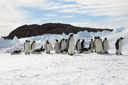A group of Emperor Penguins standing on ice.