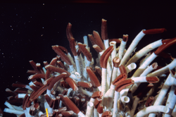 Tubeworms at the Galapagos Rift in 1979.