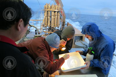Amy Maas, Gareth Lawson, and Alex Bergan sorting recovered pteropods.