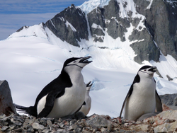 Chinstrap penguins panting on a warm summer day.