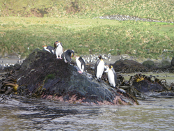 Macaroni and King penguins on a rock on Mcquarie Island in the Southern Ocean.