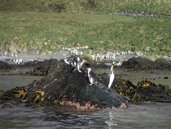 Macaroni and King penguins on a rock on Mcquarie Island in the Southern Ocean.