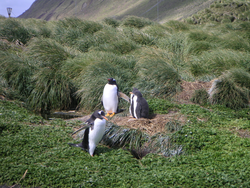 Gentoo penguins and chicks on Mcquarie Island in the Southern Ocean.