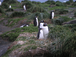 Gentoo penguins and chicks on Mcquarie Island in the Southern Ocean.