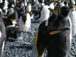 King penguins on Macquarie Island in the Southern Ocean.