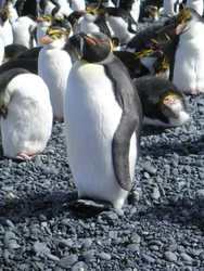 A King penguin (center) and Macaroni penguins on Macquarie Island.