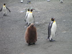 King penguins and a chick on Mcquarie Island in the Southern Ocean.