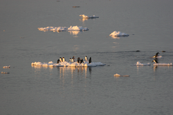 Penguins on small ice sections in the water.