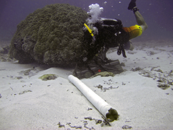 Justin Ossolinski SCUBA diving to collect coral core and associated gear.
