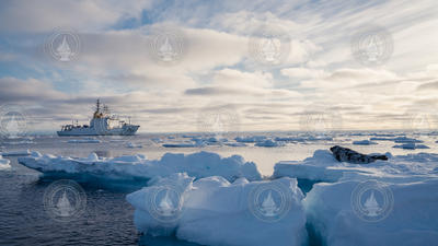 Arctic hooded seal on the ice with NATO research vessel Alliance in background.