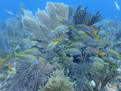 Typical reef scape within the Gardens of the Queen.