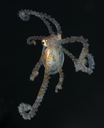 Atlantic longarm octopus named "Boo". Not OTZ.