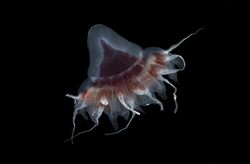 Helmet jellyfish (Periphylia)