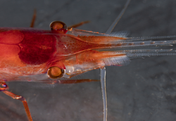 Mesopelagic shrimp with bioluminescence on legs.