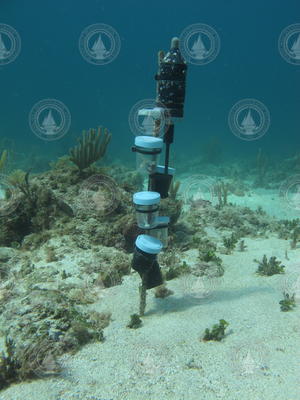 Larvae settlement experiment equipment deployed on the ocean floor.